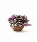 Tradescantia