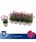 Dianthus