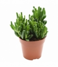 Crassula