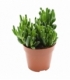 Crassula