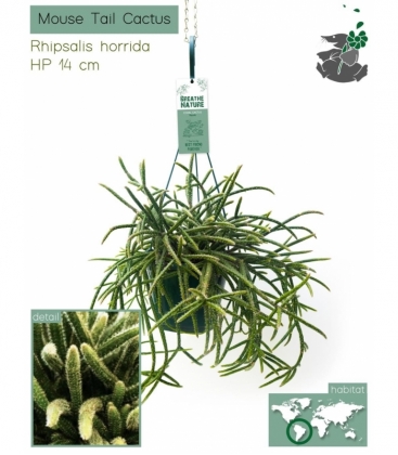 Rhipsalis