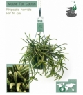 Rhipsalis