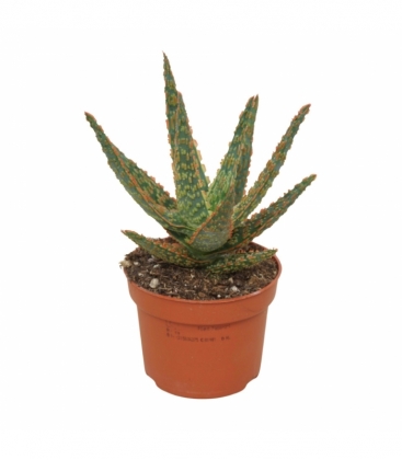 Aloe