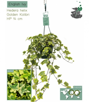 Hedera