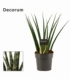 Sansevieria