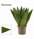 Sansevieria