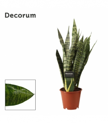 Sansevieria