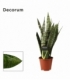 Sansevieria