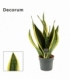 Sansevieria