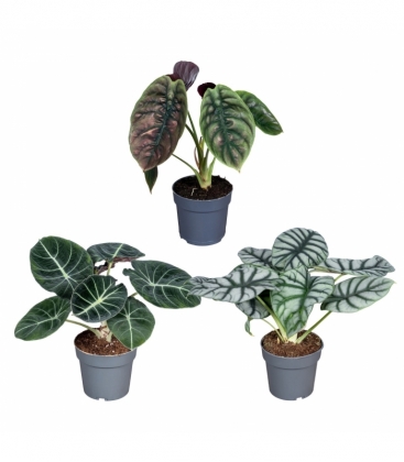 Alocasia