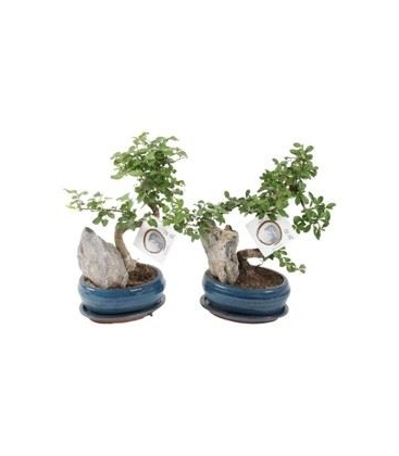 Bonsai