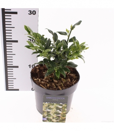 Sarcococca