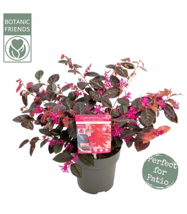 Loropetalum