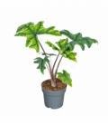 Alocasia