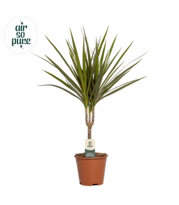 Dracaena