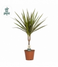 Dracaena