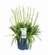 Agapanthus
