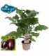 Aubergine