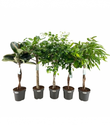 Ficus