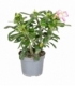 Adenium