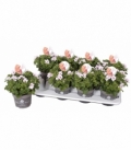 Pelargonium
