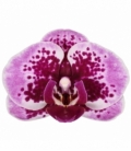 Phalaenopsis