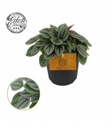 Peperomia