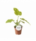 Philodendron