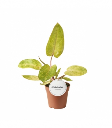 Philodendron