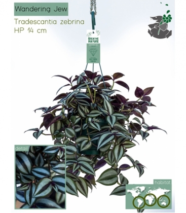 Tradescantia