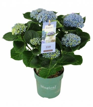 Hydrangea
