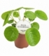 Pilea