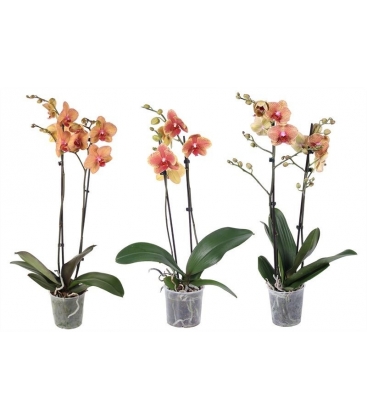 Phalaenopsis