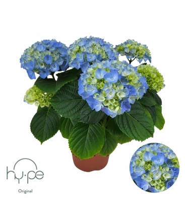 Hydrangea