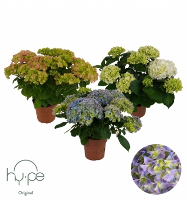 Hydrangea