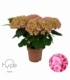 Hydrangea