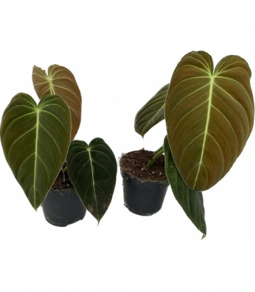 Philodendron