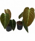 Philodendron