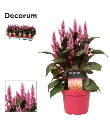 Celosia