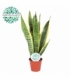 Sansevieria
