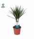 Dracaena
