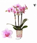 Phalaenopsis