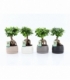 Ficus