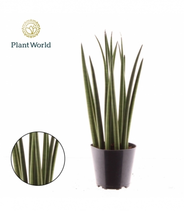 Sansevieria