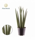 Sansevieria