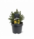 Picea