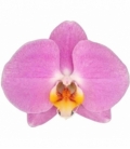 Phalaenopsis