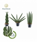 Sansevieria