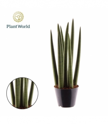 Sansevieria
