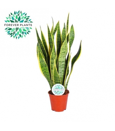 Sansevieria